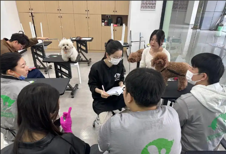 西宁市宠物美容学习宠物美容培训学校 - 哪里好